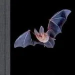 خرید و دانلود نسخه کامل کتاب زبان اصلی What Is It Like to Be a Bat? PDF | دانلود کتاب خارجی