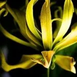 خرید و دانلود نسخه کامل کتاب زبان اصلی Scented Secrets: Unlocking the Power of Perfumery Raw Materials PDF | دانلود کتاب خارجی