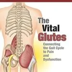 خرید و دانلود نسخه کامل کتاب زبان اصلی The Vital Glutes: Connecting the Gait Cycle to Pain and Dysfunction | دانلود کتاب خارجی